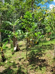 Coffea liberica