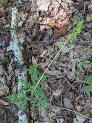 Sceptridium dissectum