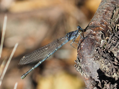 Argia lugens