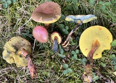 Hortiboletus