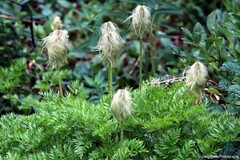 Pulsatilla occidentalis