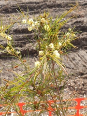 Acacia