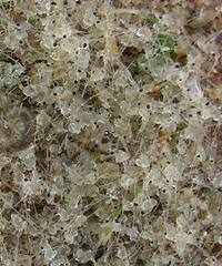 Bythotrephes longimanus