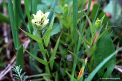 Castilleja septentrionalis