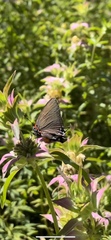 Atlides halesus