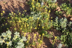 Arabidella nasturtium