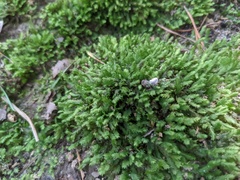 Hedwigia ciliata