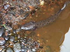 Necturus maculosus