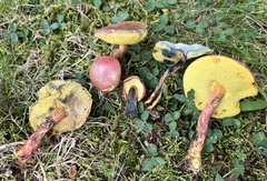 Hortiboletus