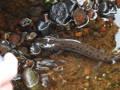 Necturus maculosus