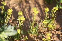 Arabidella nasturtium