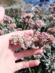 Eriogonum