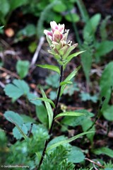 Castilleja septentrionalis