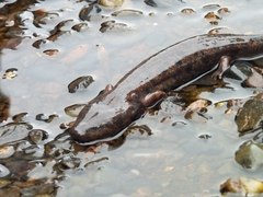 Necturus maculosus