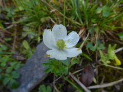 Anemone parviflora