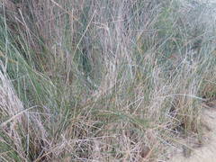 Juncus kraussii