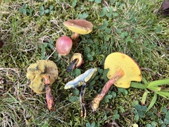Hortiboletus