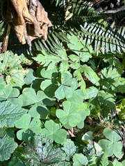 Oxalis oregana