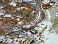 Necturus maculosus