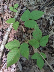 Rubus flagellaris
