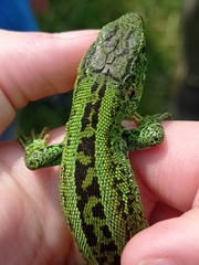 Lacerta agilis