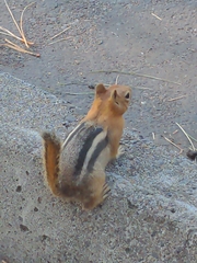 Callospermophilus lateralis