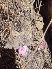 Clarkia