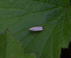 Platyedra subcinerea