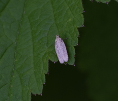 Platyedra subcinerea