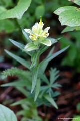 Castilleja occidentalis