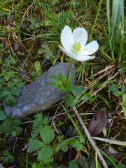 Anemone parviflora