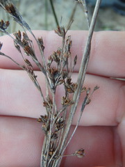 Juncus kraussii