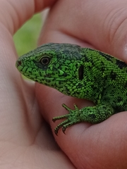 Lacerta agilis