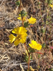 Calycadenia truncata