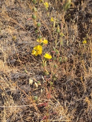 Calycadenia truncata