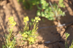 Arabidella nasturtium