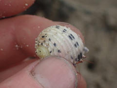 Nerita plicata