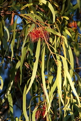 Amyema pendula pendula
