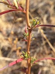 Calycadenia truncata