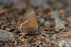 Callophrys spinetorum