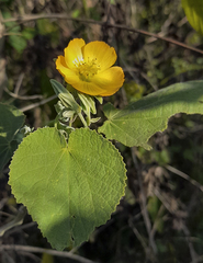 Abutilon grandifolium