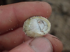 Nerita plicata