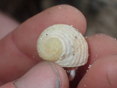 Nerita plicata