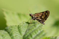 Carterocephalus skada