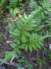 Woodwardia areolata