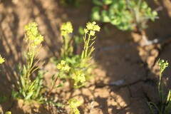 Arabidella nasturtium