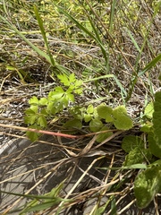 Tauschia kelloggii