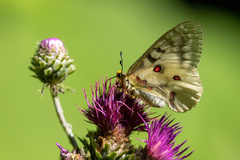 Parnassius clodius