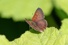 Tharsalea mariposa