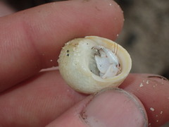 Nerita plicata